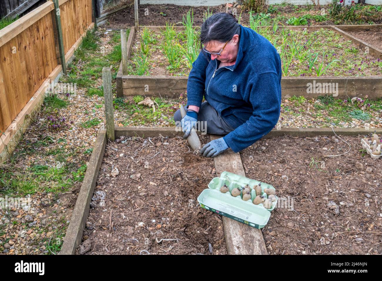 Donna piantando fuori patate di Charlotte chitted in un lotto di verdure. Foto Stock