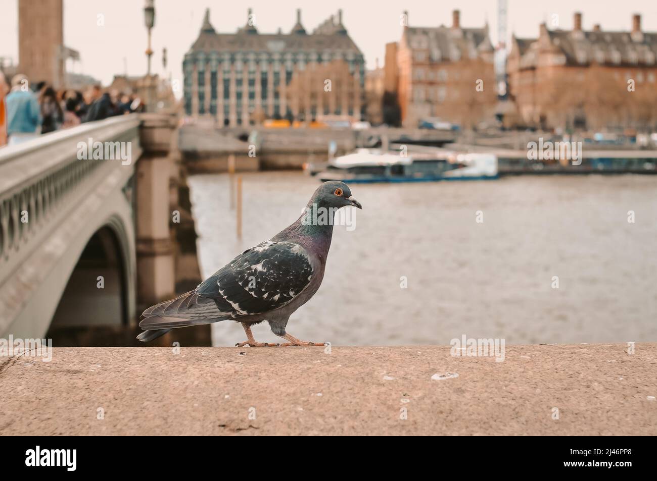Pigeon passeggiando intorno al ponte di Londra in Gran Bretagna Foto Stock