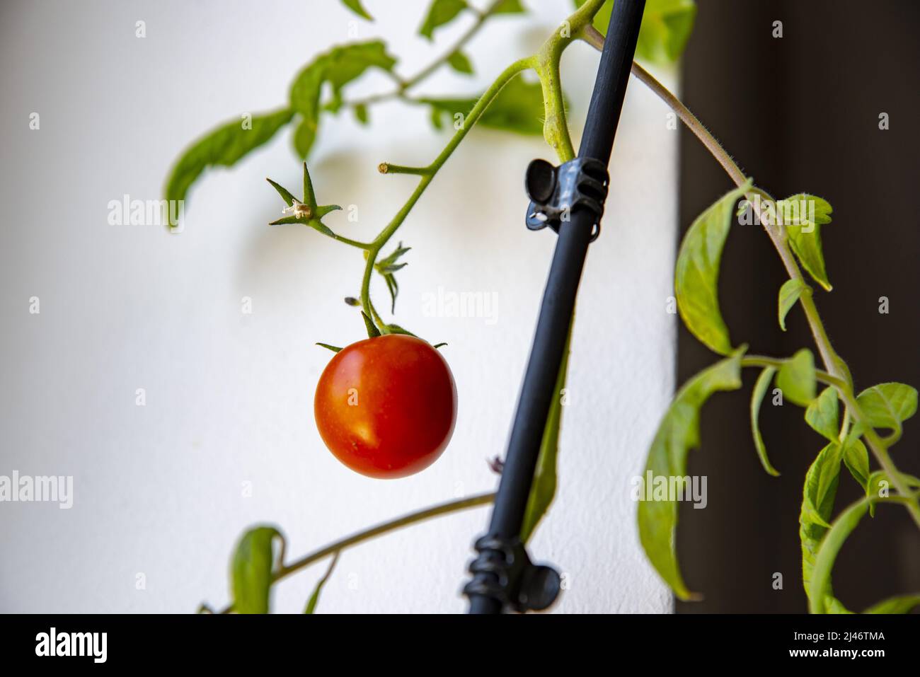 Un pomodoro rosso brillante si è maturato sul davanzale come una casalinga. Orto sul balcone. Foto Stock