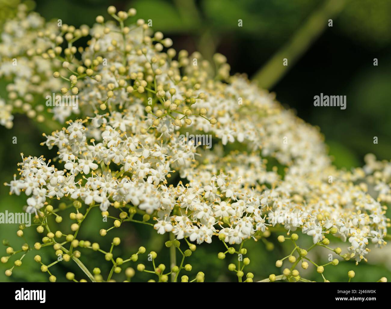 Fioritura del sambuco all'inizio dell'estate Foto Stock