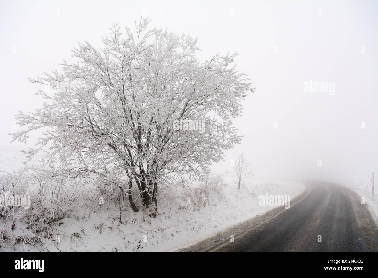 Gelo bianco coperto ghiaccio-albero al bordo di una strada Foto Stock