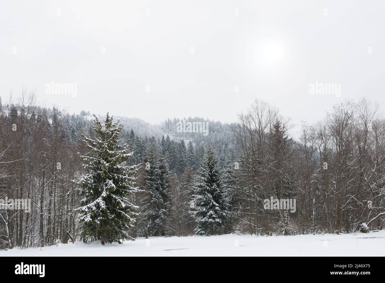 Foresta coperta di neve in inverno in montagna polacca Foto Stock
