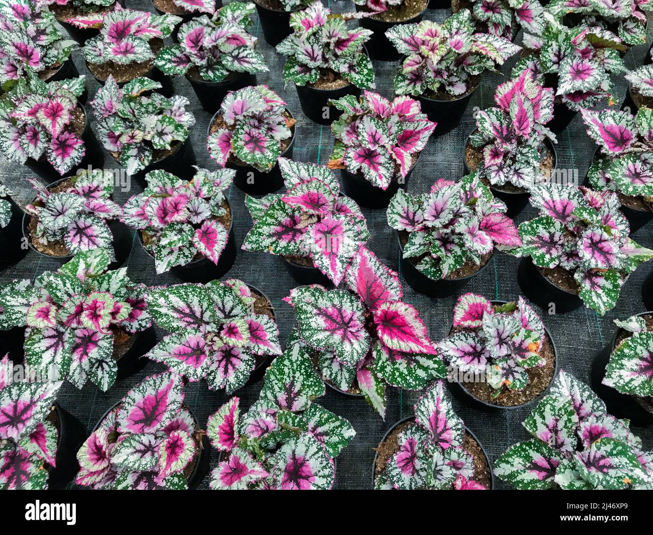 Vista dall'alto di molte piante di begonia con foglie variegate rosa scuro in vasi di fiori. Foto Stock