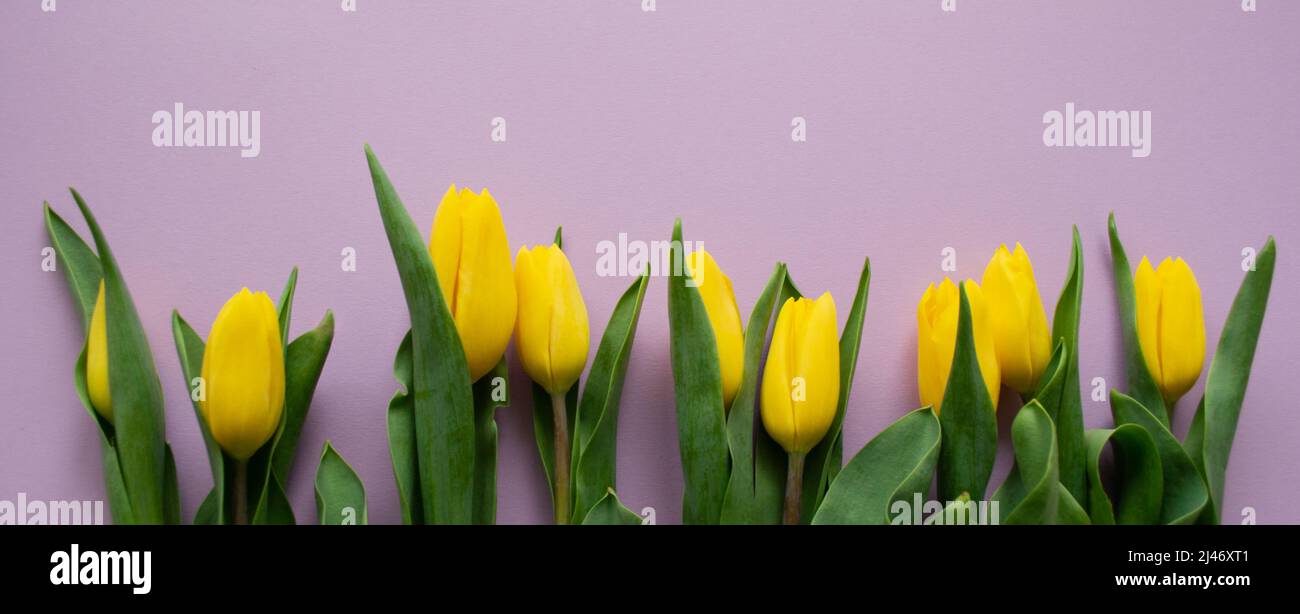 Banner con tulipani gialli su sfondo lilla rosa. Spazio di copia. Il concetto di primavera, saluti, compleanno. Foto Stock