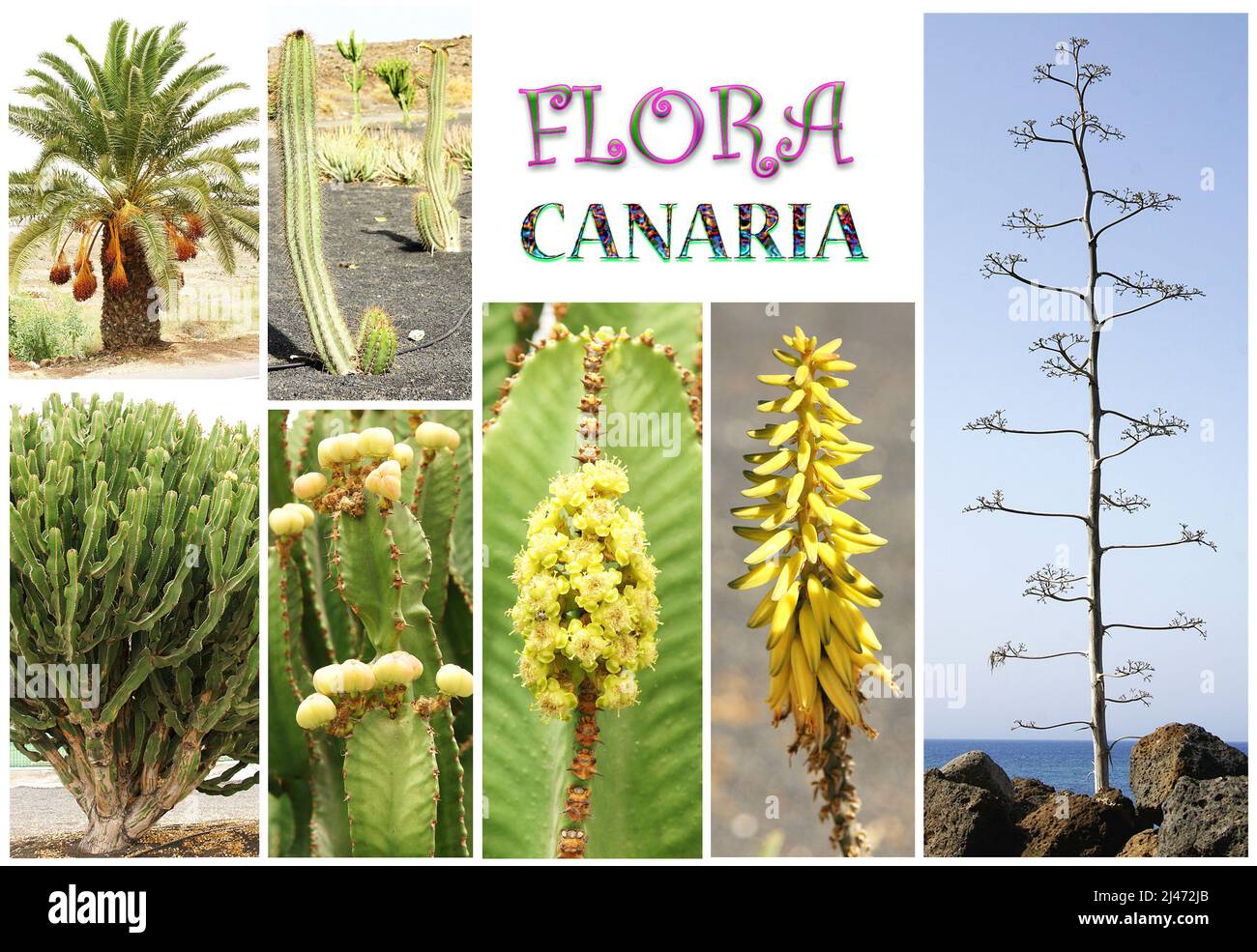 Montaggio di immagini della flora delle Canarie, Isole Canarie, Spagna, Europa Foto Stock