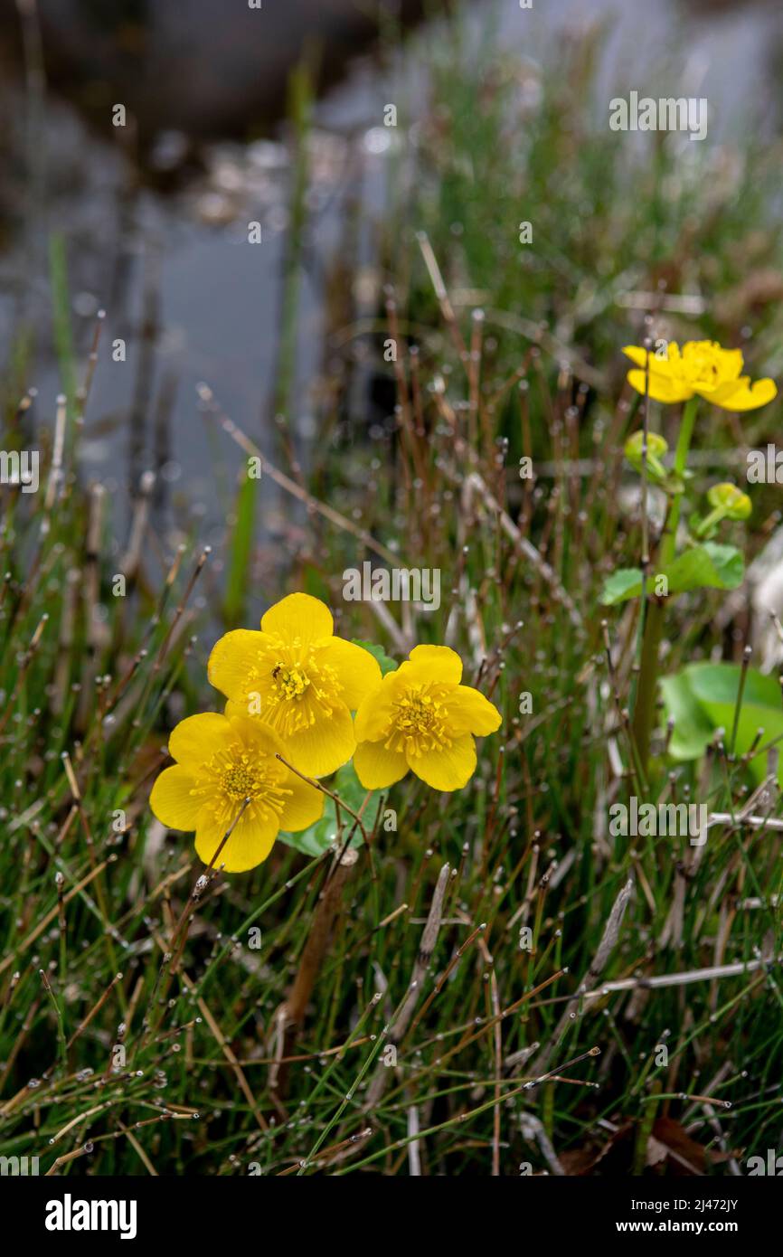 Fiori di palude gialla (Caltha palustris) all'inizio della primavera. Primo piano. Macro Foto Stock