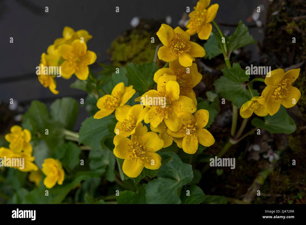 Fiori di palude gialla (Caltha palustris) all'inizio della primavera. Primo piano. Macro Foto Stock