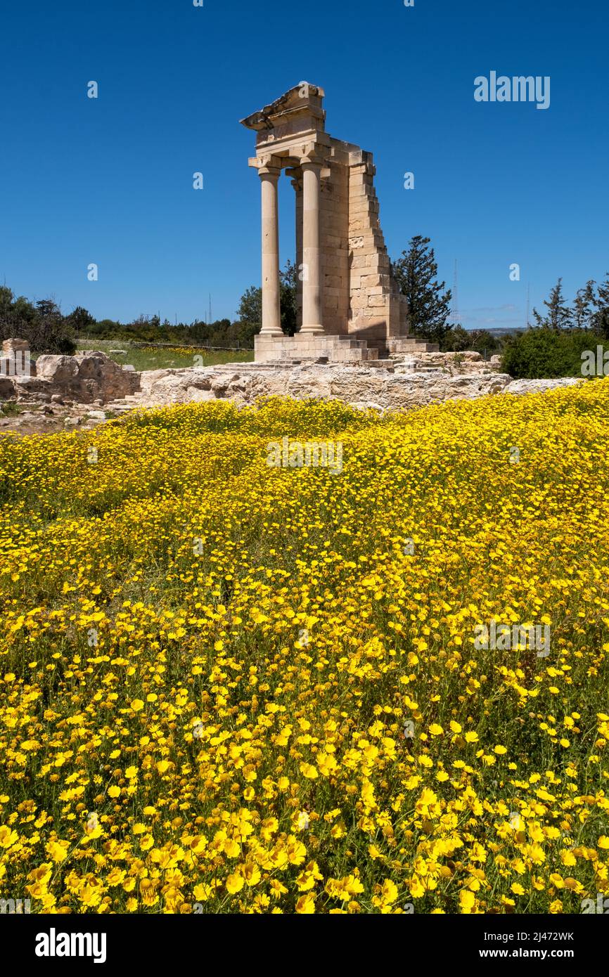 Un tappeto di margherite corone (Glebionis coronaria) fiori al te.mple di Apollo, Santuario di Apollon Hylates, Kourion, Episkopi, Repubblica di Cipro Foto Stock