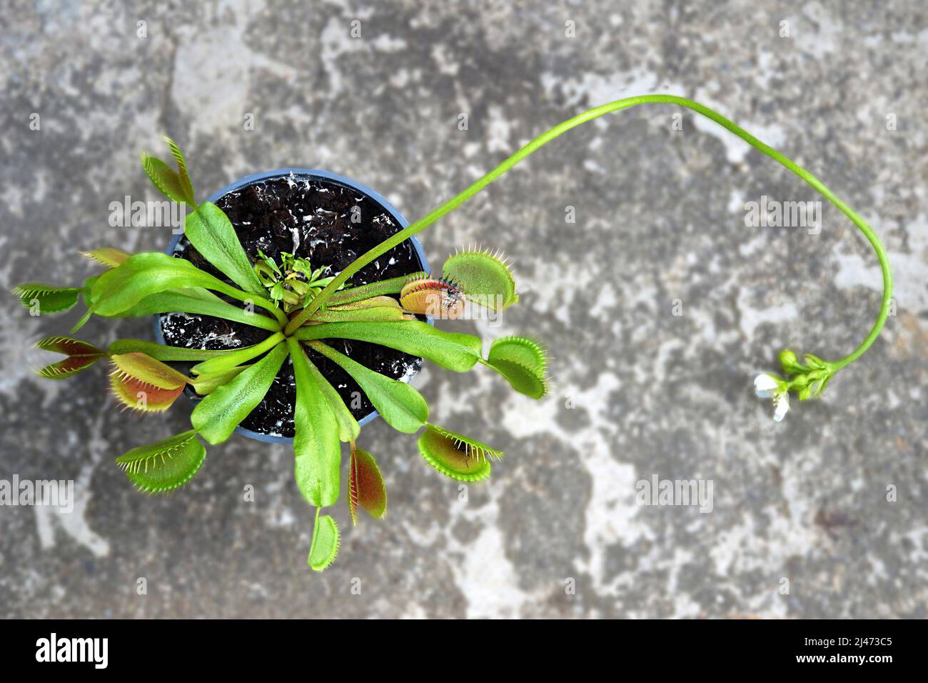 Fioritura di Venus Flytrap pianta che mostra il suo gambo di fiore lungo. Vista dall'alto di Dionaea Muscipola in una pentola Foto Stock