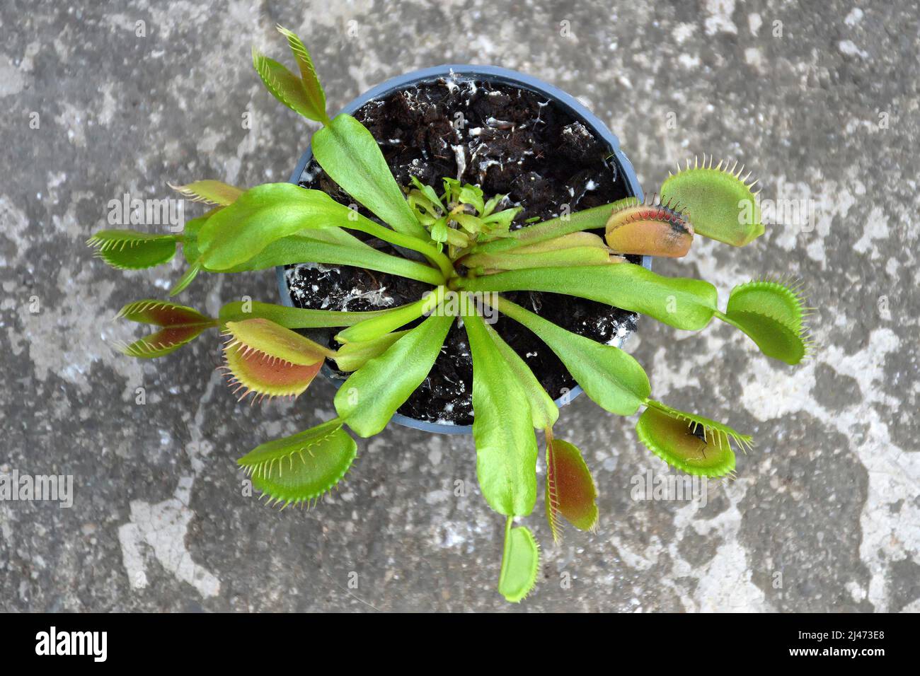 Venus flytrap pianta. Vista dall'alto di Dionaea muscipula in una pentola Foto Stock