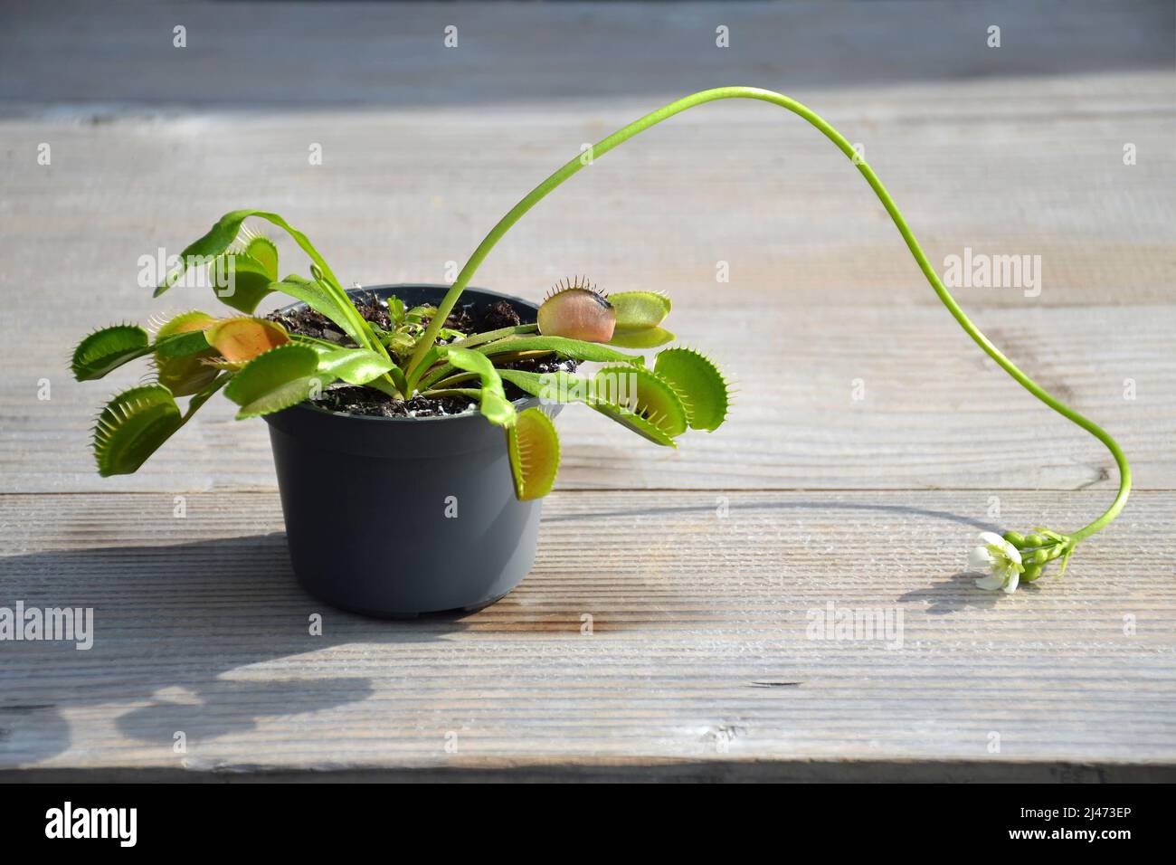 Fioritura di Venus Flytrap pianta che mostra il suo gambo di fiore lungo. Primo piano di Dionaea Muscipola in una pentola Foto Stock