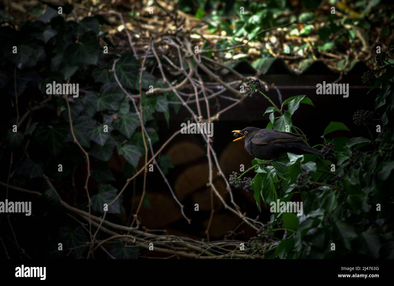 Comune blackbird (Turdus merula) che mangia una bacca d'edera Foto Stock