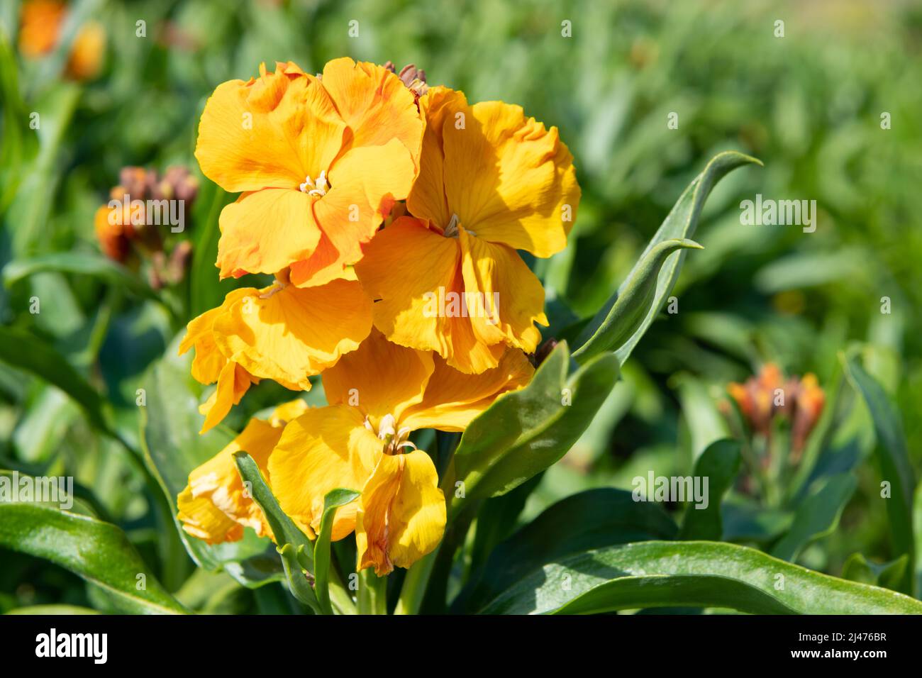 Primo piano di fiori arancioni (erysimum cheiri) in fiore Foto Stock