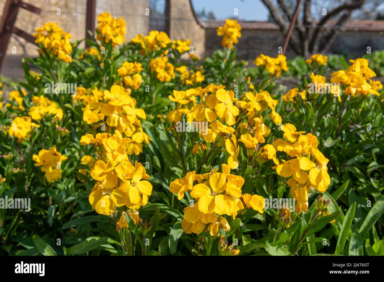 Primo piano di fiori gialli (erysimum cheiri) in fiore Foto Stock