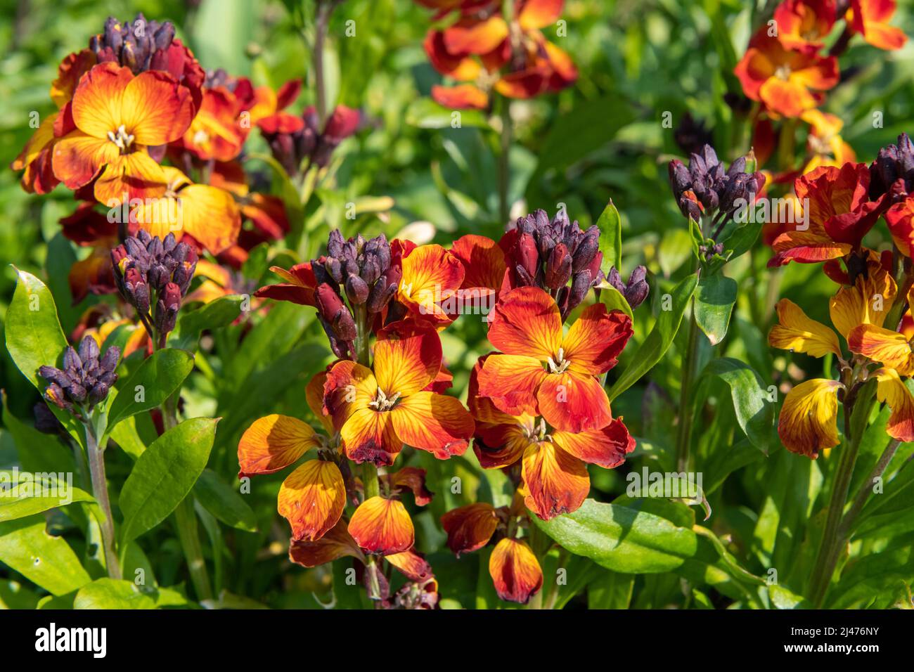 Primo piano di fiori rossi (erysimum cheiri) in fiore Foto Stock