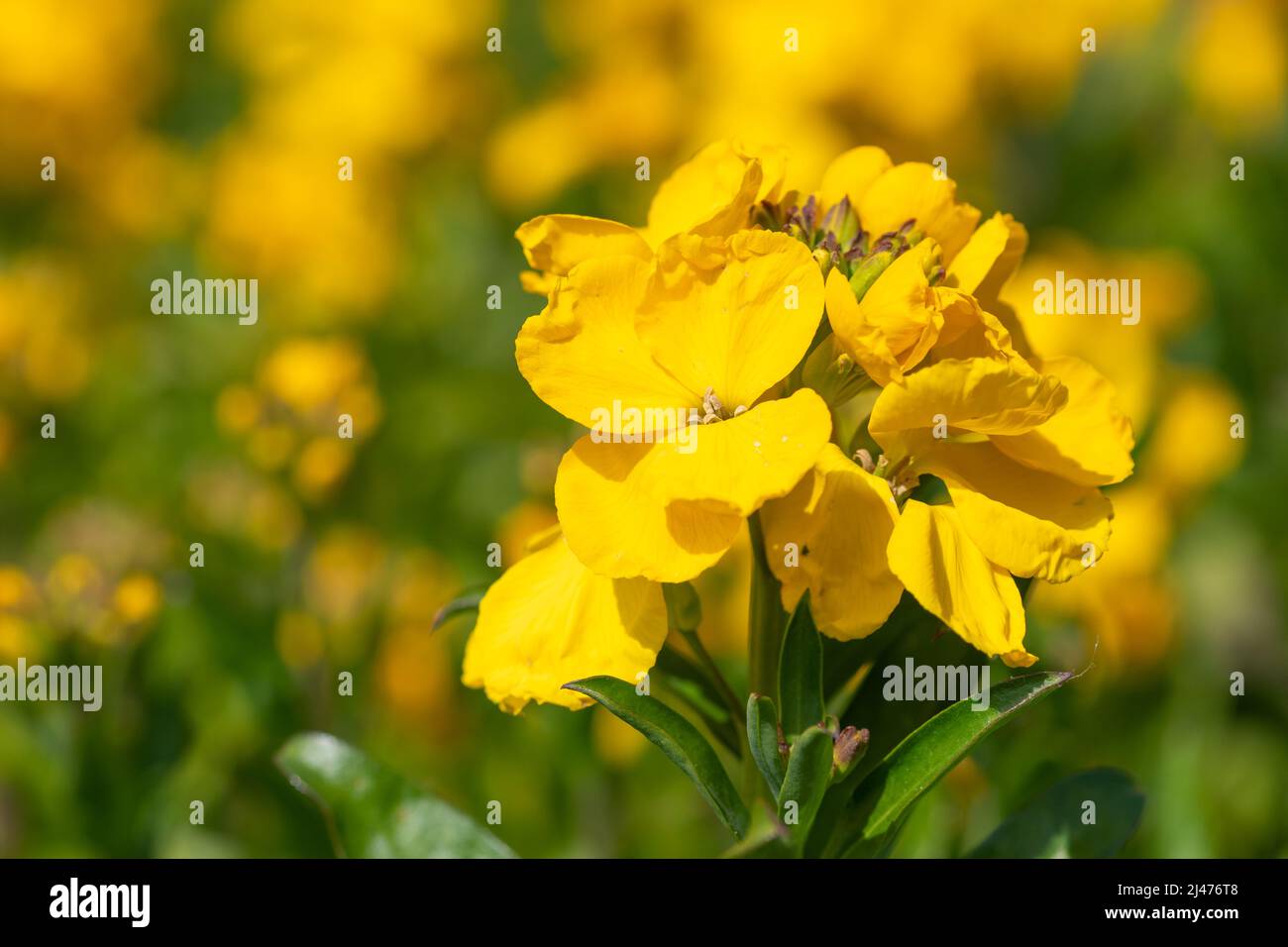 Primo piano di fiori gialli (erysimum cheiri) in fiore Foto Stock