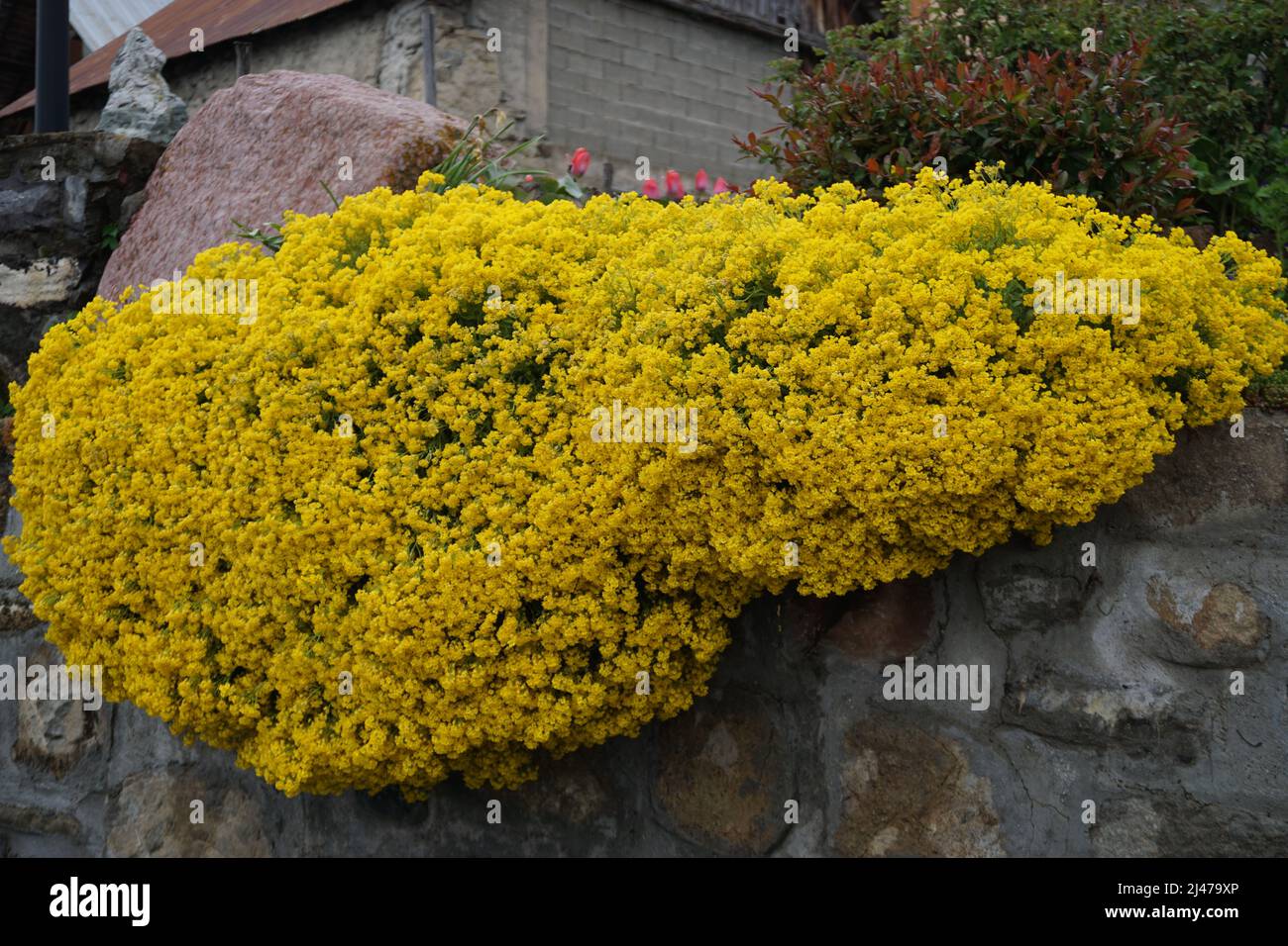 primo piano di colorati fiori gialli selvatici che strisciano sulle rocce Foto Stock