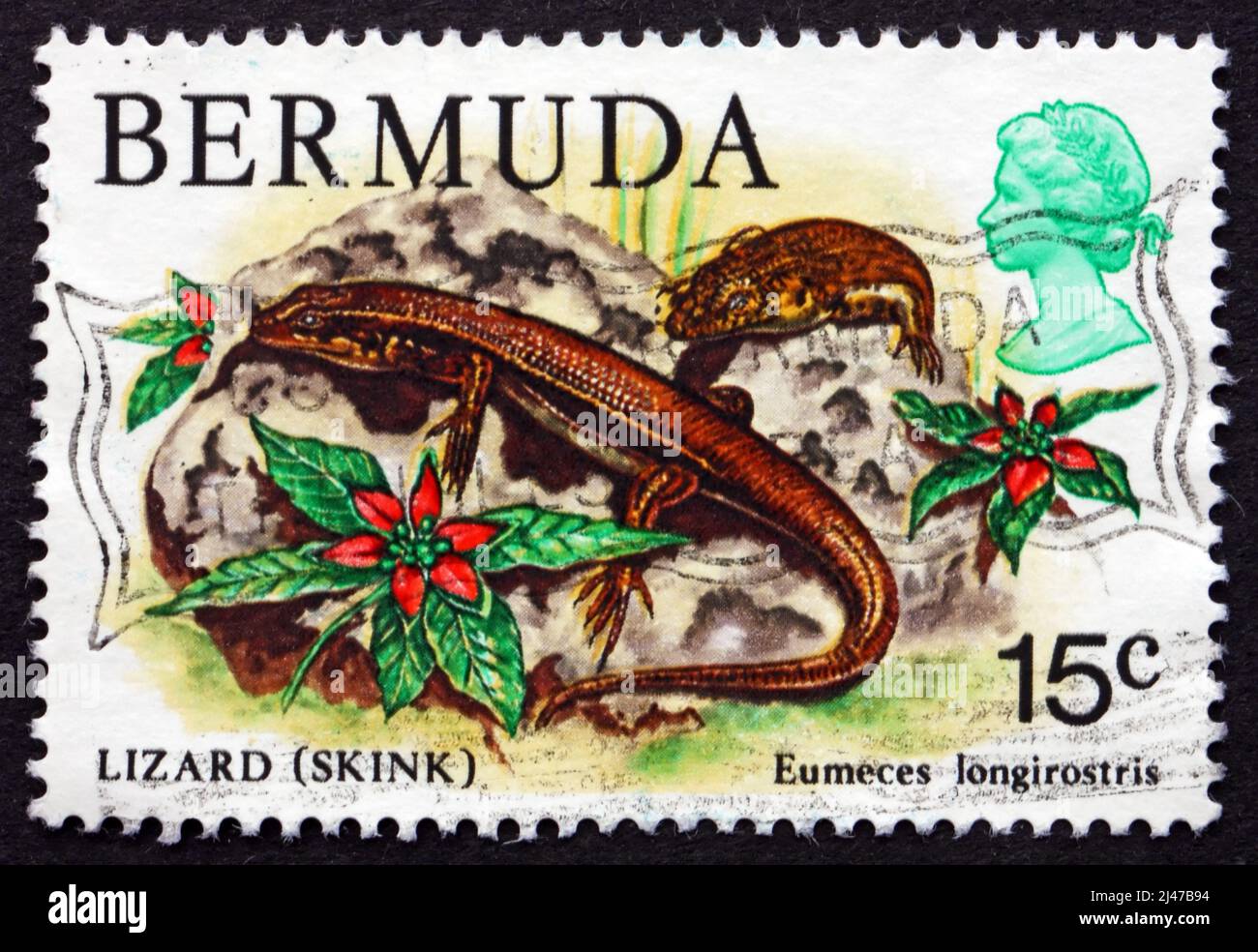 BERMUDA - CIRCA 1979: Un francobollo stampato nelle Bermuda mostra Bermuda Skink, Rock Lizard, Eumeces longirostris, Reptile, circa 1979 Foto Stock