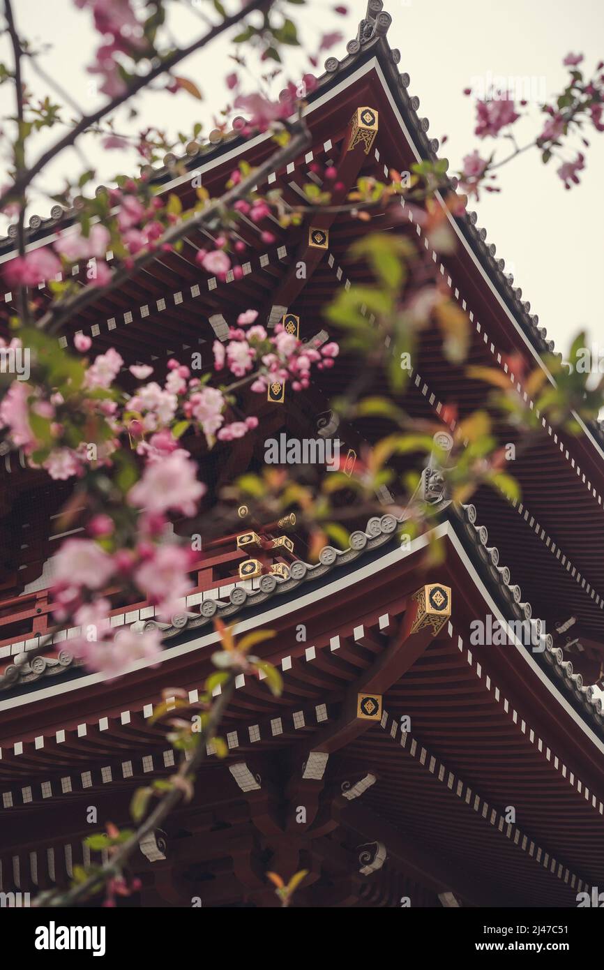 Scattare una foto da un tempio asiatico attraverso rami di fiori Foto Stock