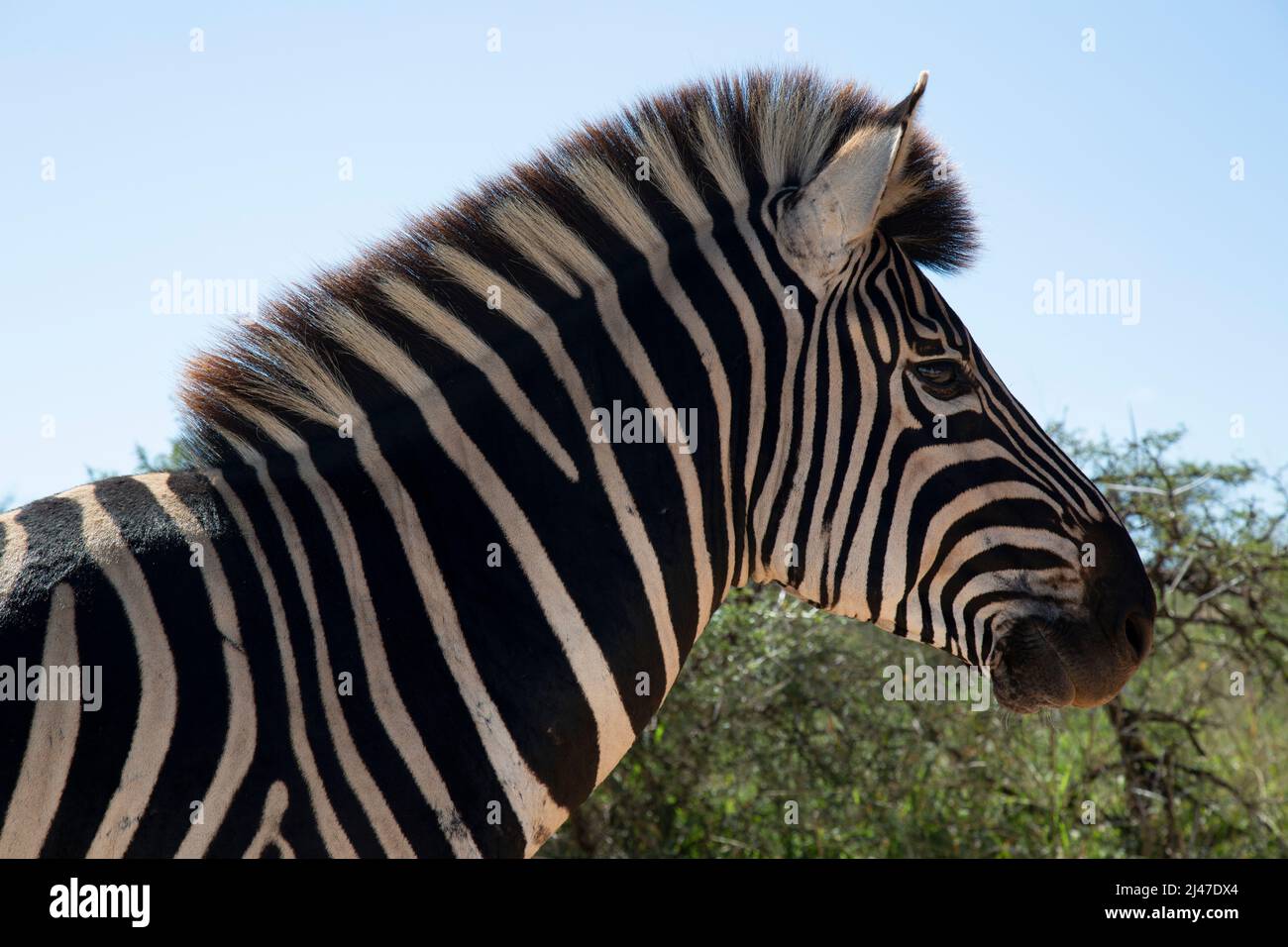 Zebra di Burchel, Equus Quagga Burchelli, in Sudafrica. Foto Stock