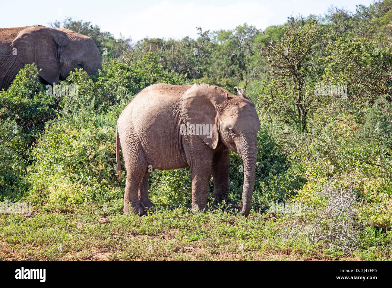 Un piccolo elefante , nel Parco degli Elefanti di Addo, Sudafrica. Foto Stock