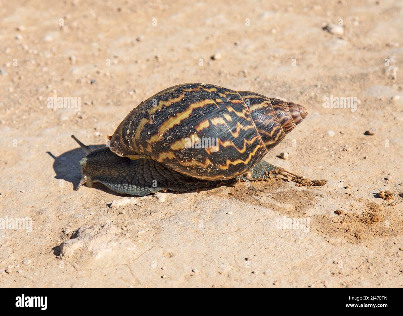 Una lumaca di terra africana orientale, o lumaca di terra africana gigante, Achatina Fulica, al parco dell'elefante di Addo, Sudafrica. Foto Stock