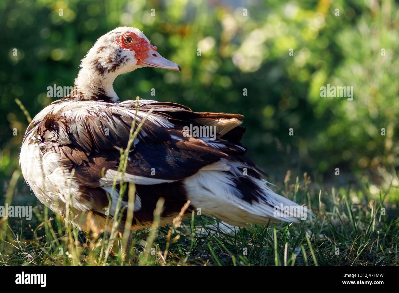 Femmina anatra marrone con un rosso bumpy patch di carne per i suoi occhi e Bill è in piedi su erba verde con arbusti sfocati sullo sfondo. Foto Stock