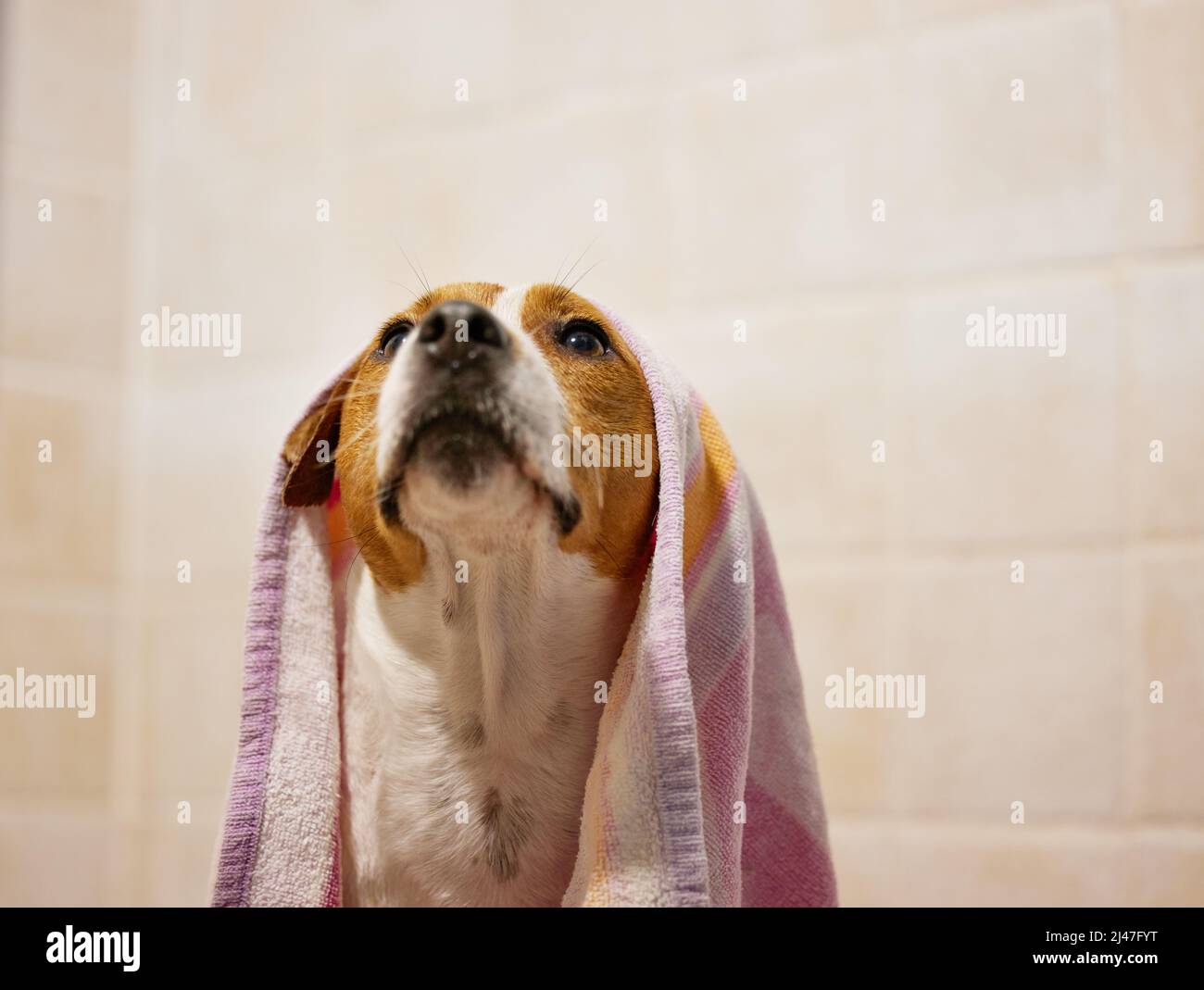 Tempo di asciugatura. Scatto corto di un adorabile giovane Jack Russell seduto in bagno a casa con un asciugamano sulla testa. Foto Stock