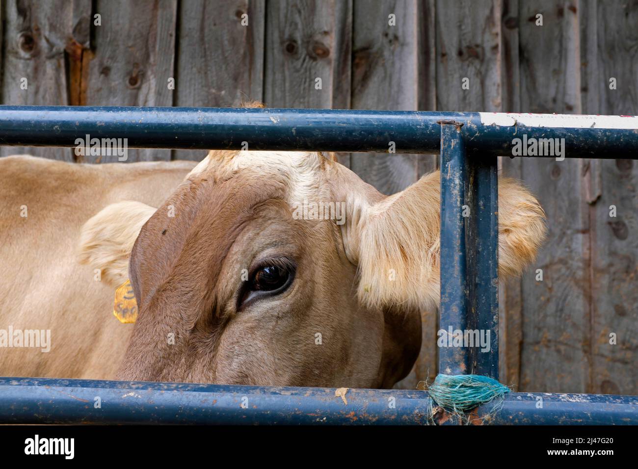 Mucca guardando attraverso Fence Foto Stock