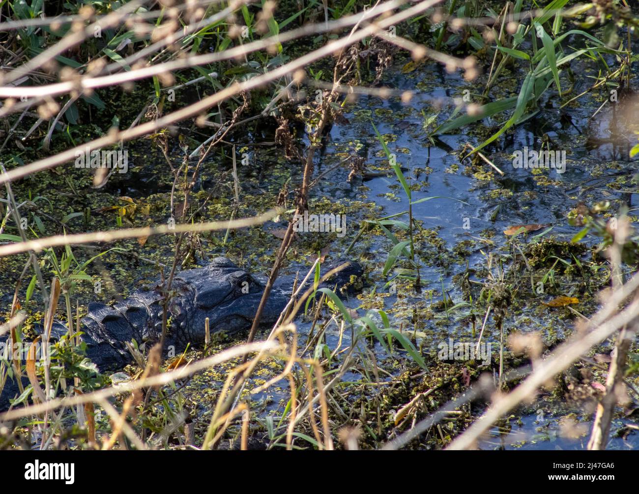 Un alligatore che si aggetta nell'acqua. Foto Stock