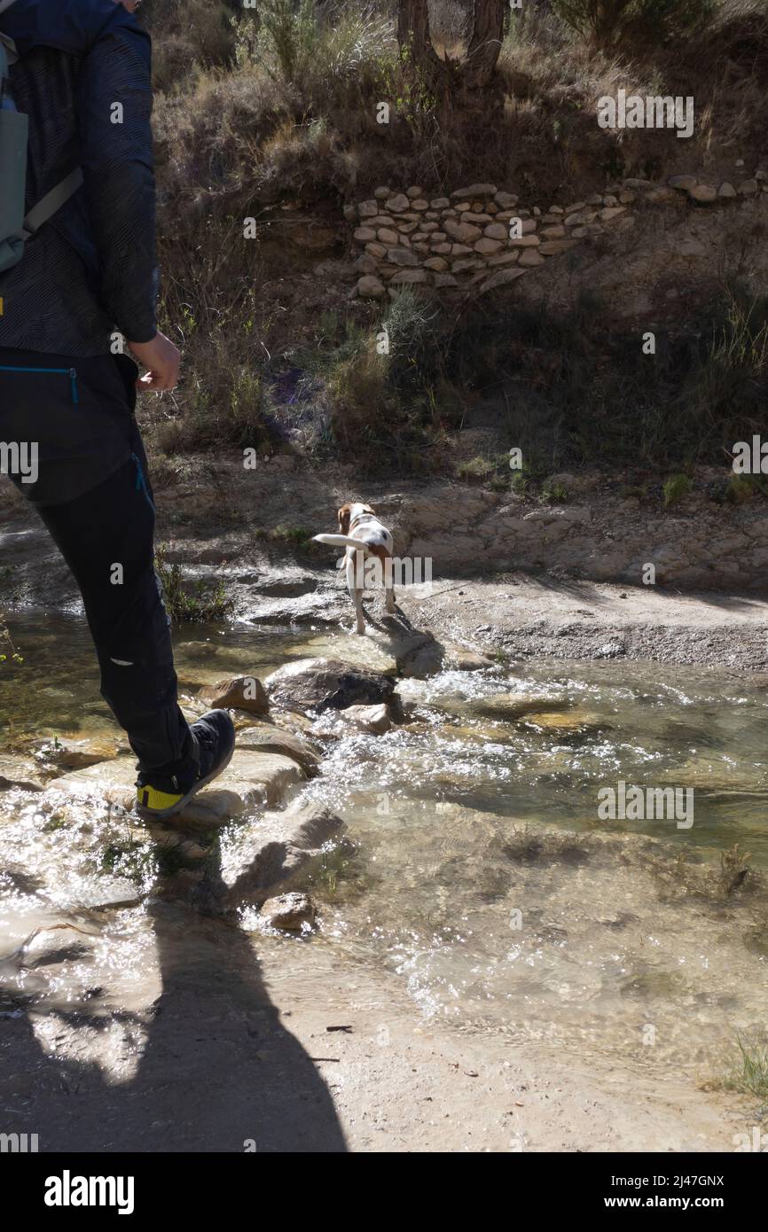 uomo che trekking un piccolo torrente con il suo cane Foto Stock