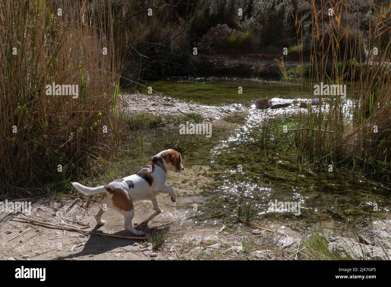 cane beagle che gioca con acqua di fiume Foto Stock