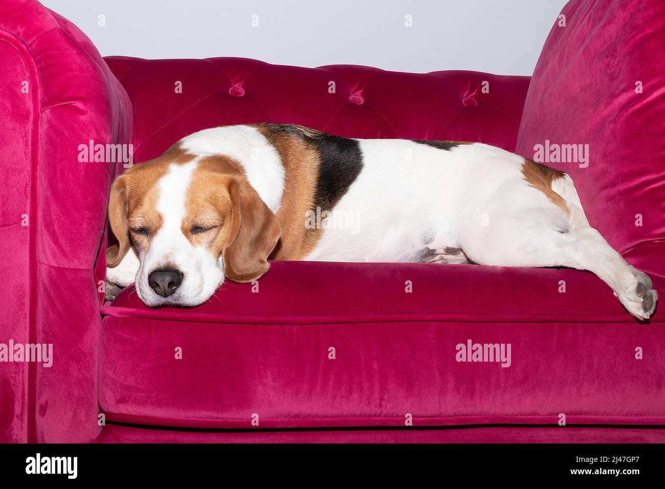 beagle cane sdraiato, dormire su un divano rosa Foto Stock