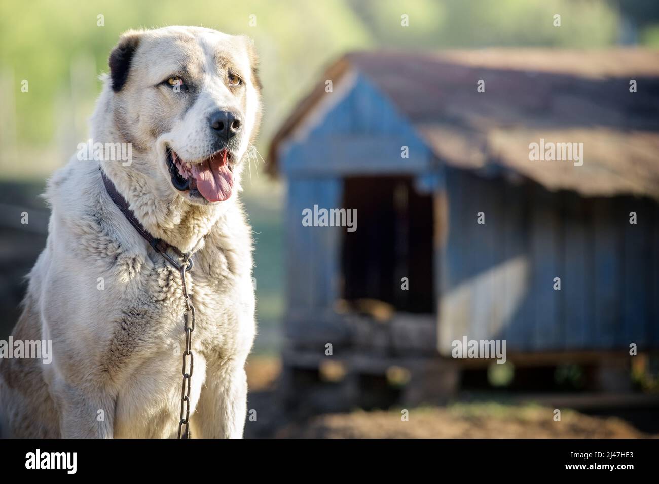 Bel cane asiatico bianco vicino alla cabina blu in una giornata di sole. Casa per un animale. Messa a fuoco selettiva. Foto Stock