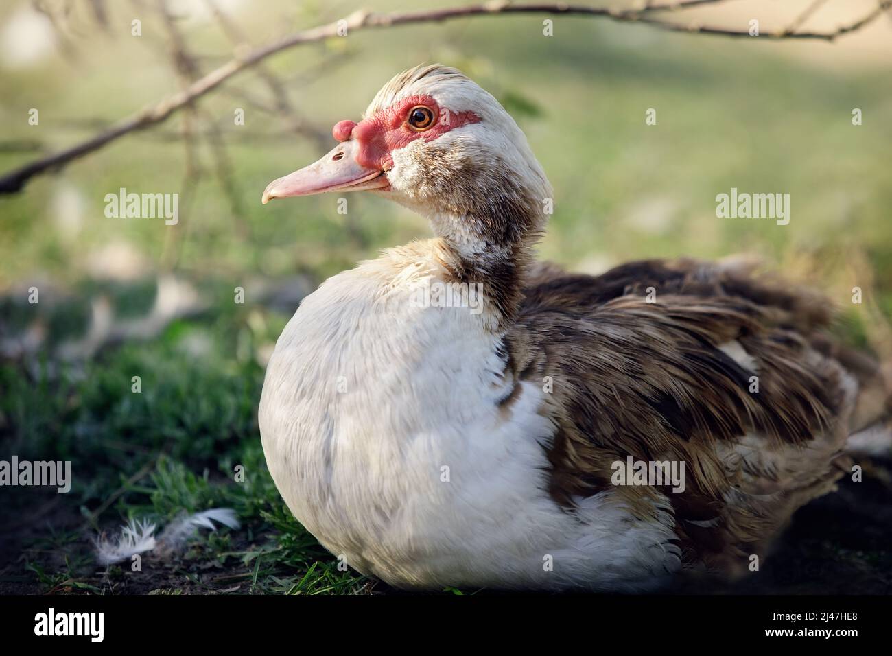 Marrone-bianco grasso muscovy maschio anatra in primo piano. L'anatra di Muscovy è un'anatra di grandi dimensioni originaria del Messico, del Centro e del Sud America Foto Stock