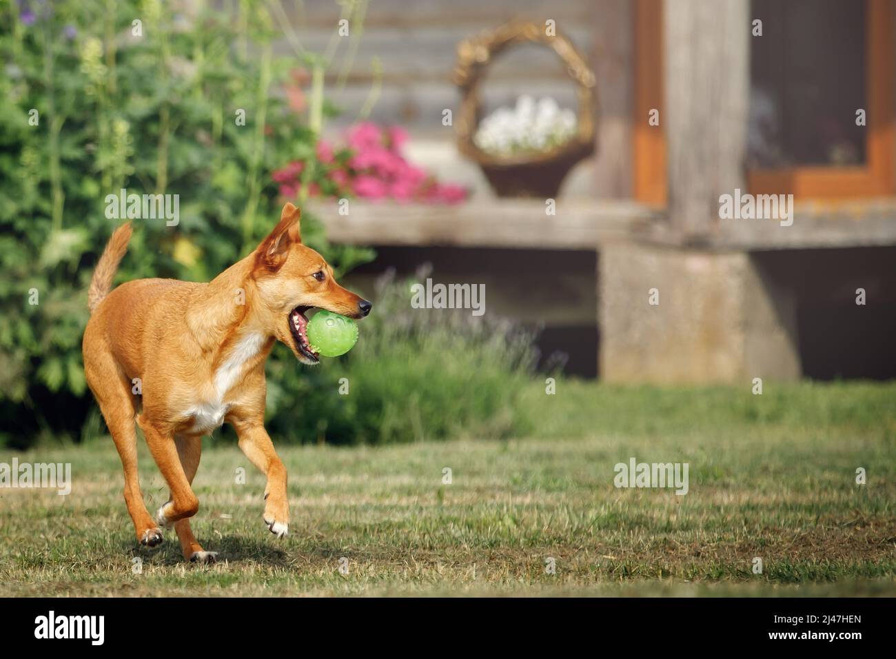 Il cane zenzero sano è in esecuzione su un prato verde con una palla in bocca. Concetto: amore per gli animali domestici, felice animale domestico Foto Stock