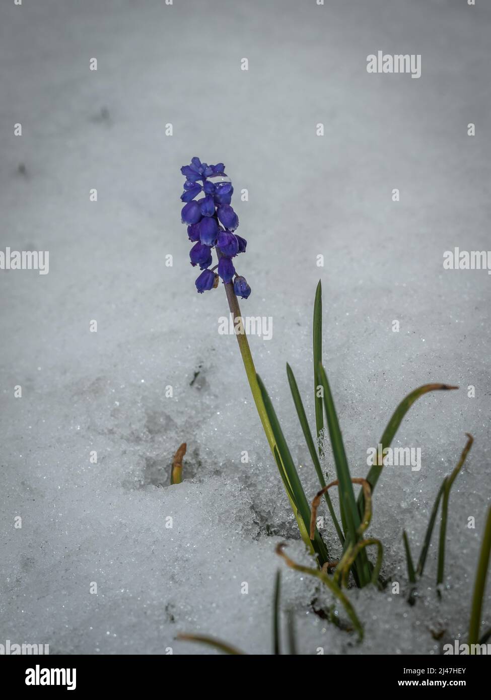 Fiori blu vibranti che emergono dalla neve che si scioglie all'inizio della primavera Foto Stock
