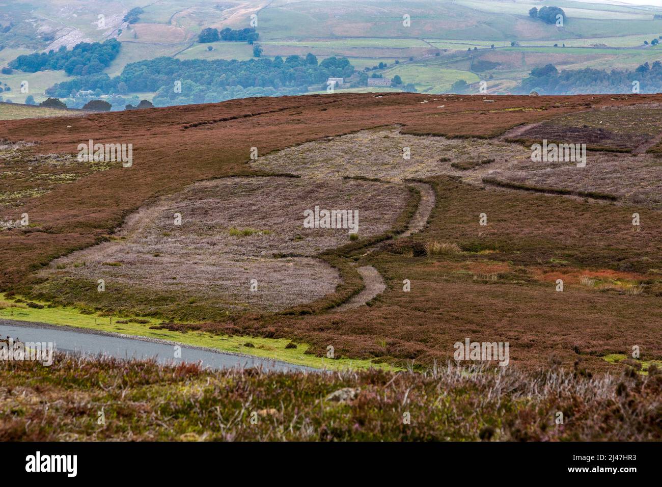 Regno Unito, Inghilterra, Yorkshire. Settembre Heather in Yorkshire Dales. Bruciando controllato per stimolare una nuova crescita per il gallo cedrone. Foto Stock