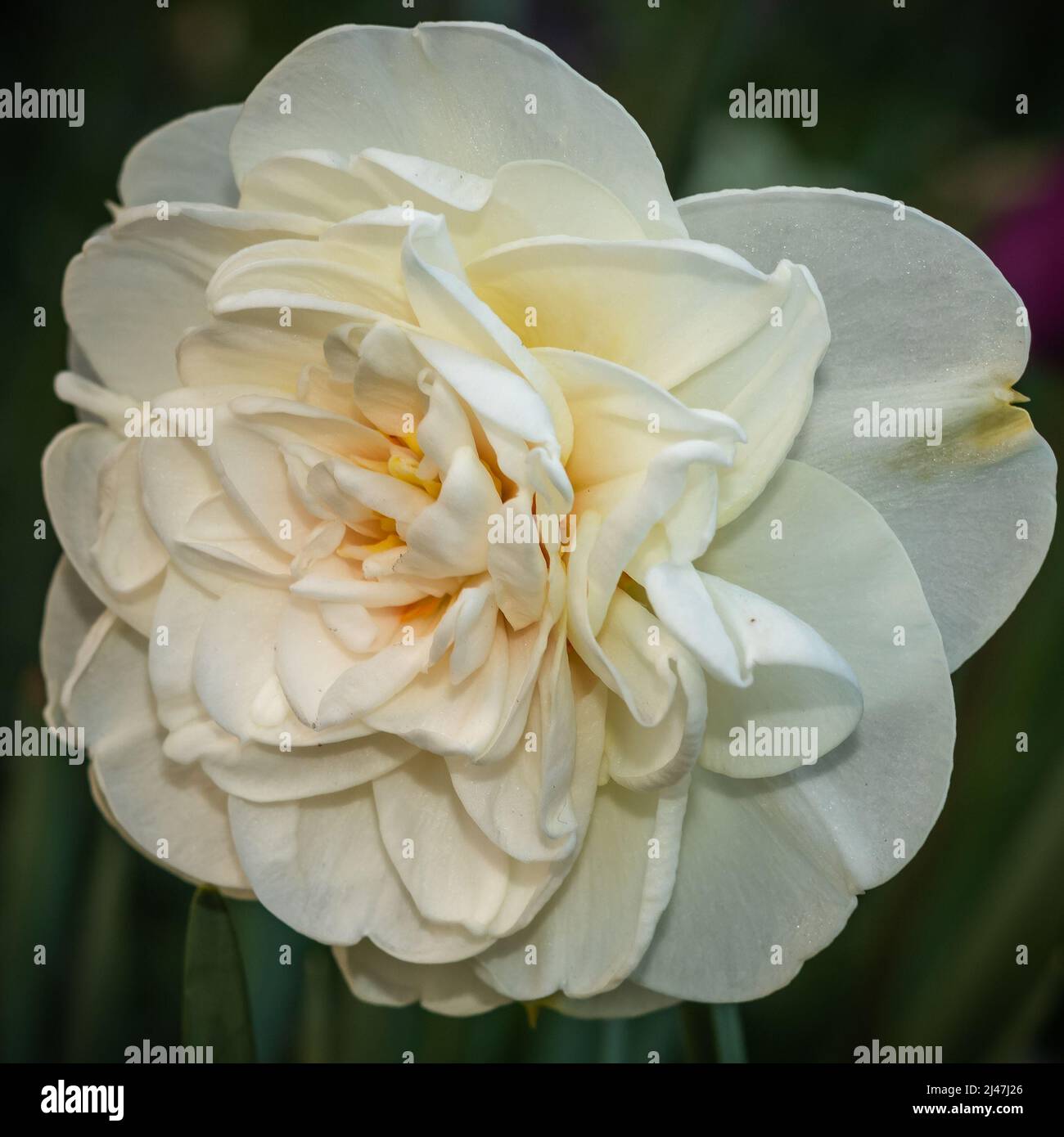Particolare di isolato bel fiore nel giardino Foto Stock