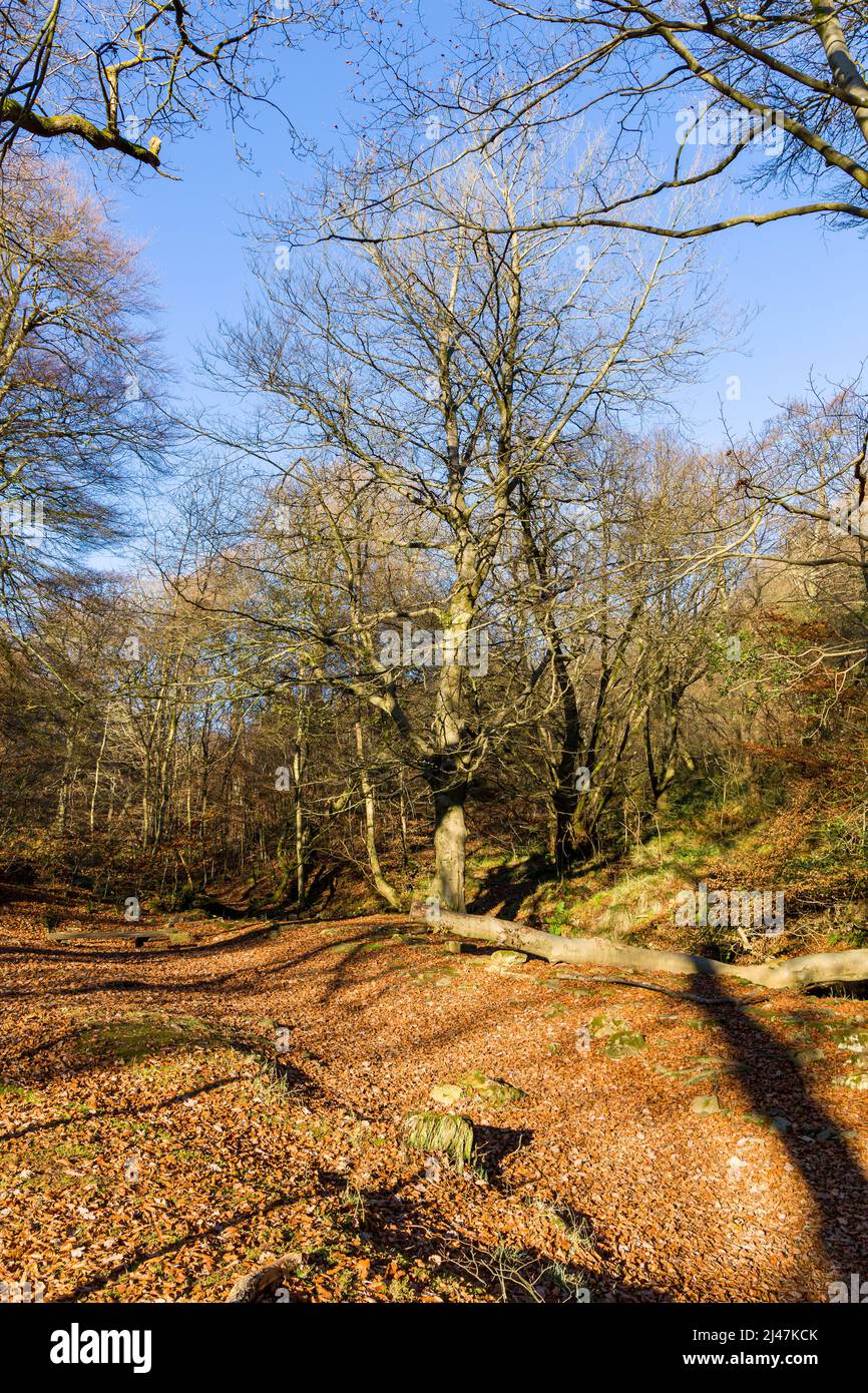 Autunno (autunno) colori sugli alberi e foglie in una giornata di sole (Silent Valley, Ebbw vale, Galles) Foto Stock