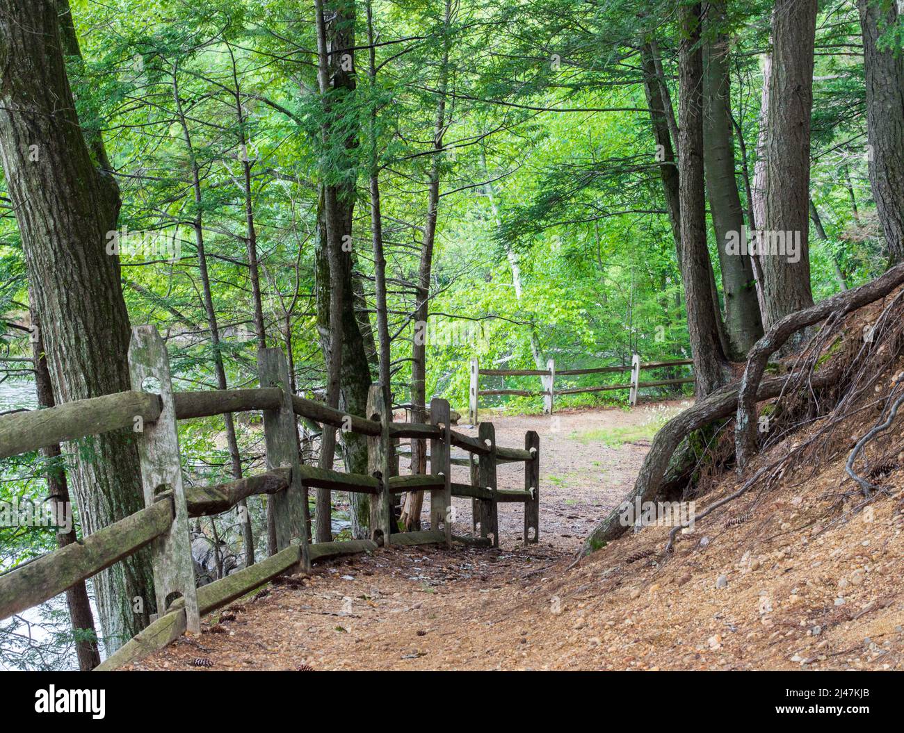 Sentiero ripido lungo rustico recinto in legno nei lussureggianti boschi del Massachusetts durante l'estate Foto Stock