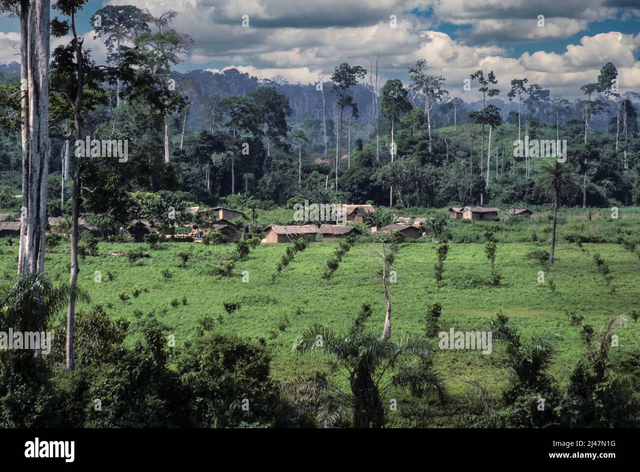 Costa d'Avorio occidentale, Costa d'Avorio, Africa occidentale - deforestazione per l'agricoltura commerciale. Foresta sgomberata per coltivazione di alberi di lime. Lavoratori agricoli h Foto Stock