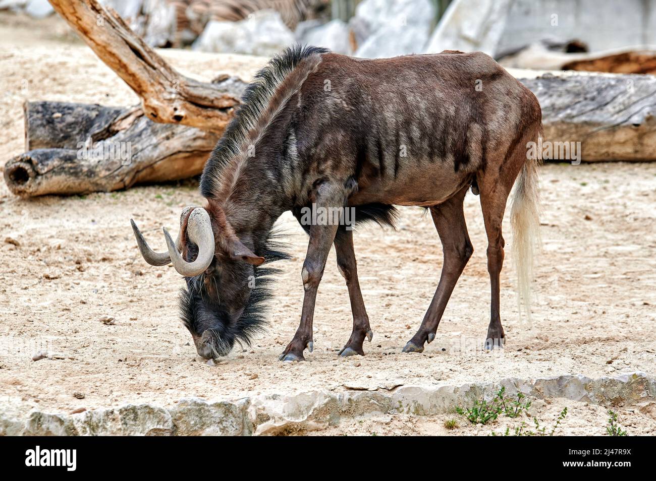 wildebeest dalla coda bianca, Connochaetes gnou, camminando e foraggiando sulla sabbia Foto Stock