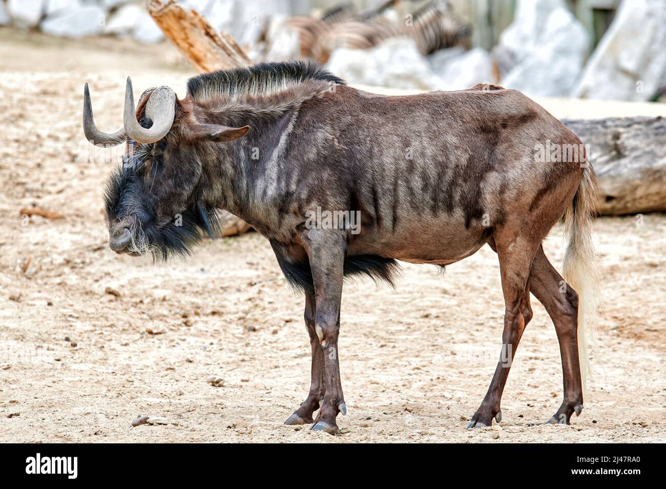 wildebeest dalla coda bianca, Connochaetes gnou, camminando e foraggiando sulla sabbia Foto Stock