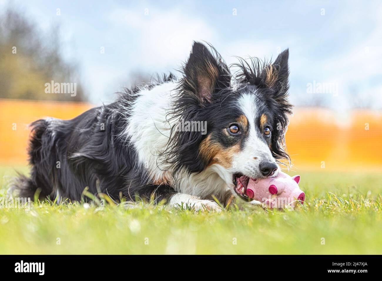 Cani giocosi: Un cane collie di confine che gioca con il suo proprietario all'aperto all'inizio della primavera Foto Stock