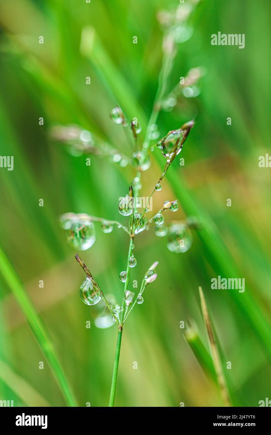 Gocce d'acqua sui gambi del campo grass.Natural pianta texture in tones.field verde dopo la pioggia. Primavera natura. Silhouettes di piante. Foto Stock