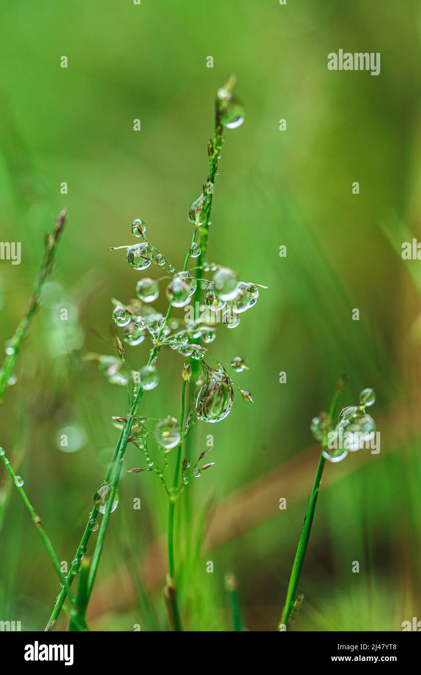 gocce su piante. Bella herbal background.Water gocce sui gambi del campo erba.naturale pianta texture in toni verdi. Foto Stock