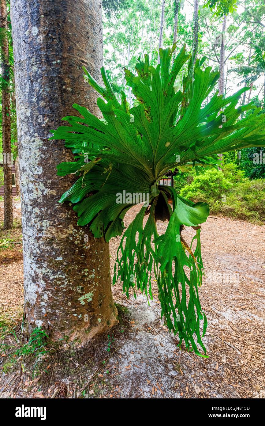 Staghorn Fern, platycerium superbum, epifita su un albero nella foresta pluviale alla Stazione Centrale su Fraser Island, Queensland, Australia Foto Stock