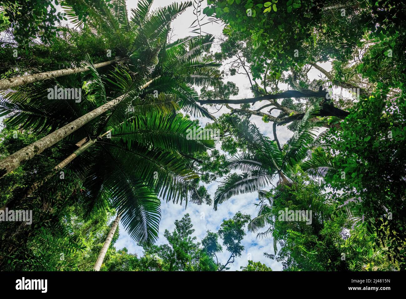 Le palme si estendono in alto nel cielo e fanno parte della foresta pluviale a baldacchino presso la Stazione Centrale di Fraser Island, Queensland, Australia Foto Stock