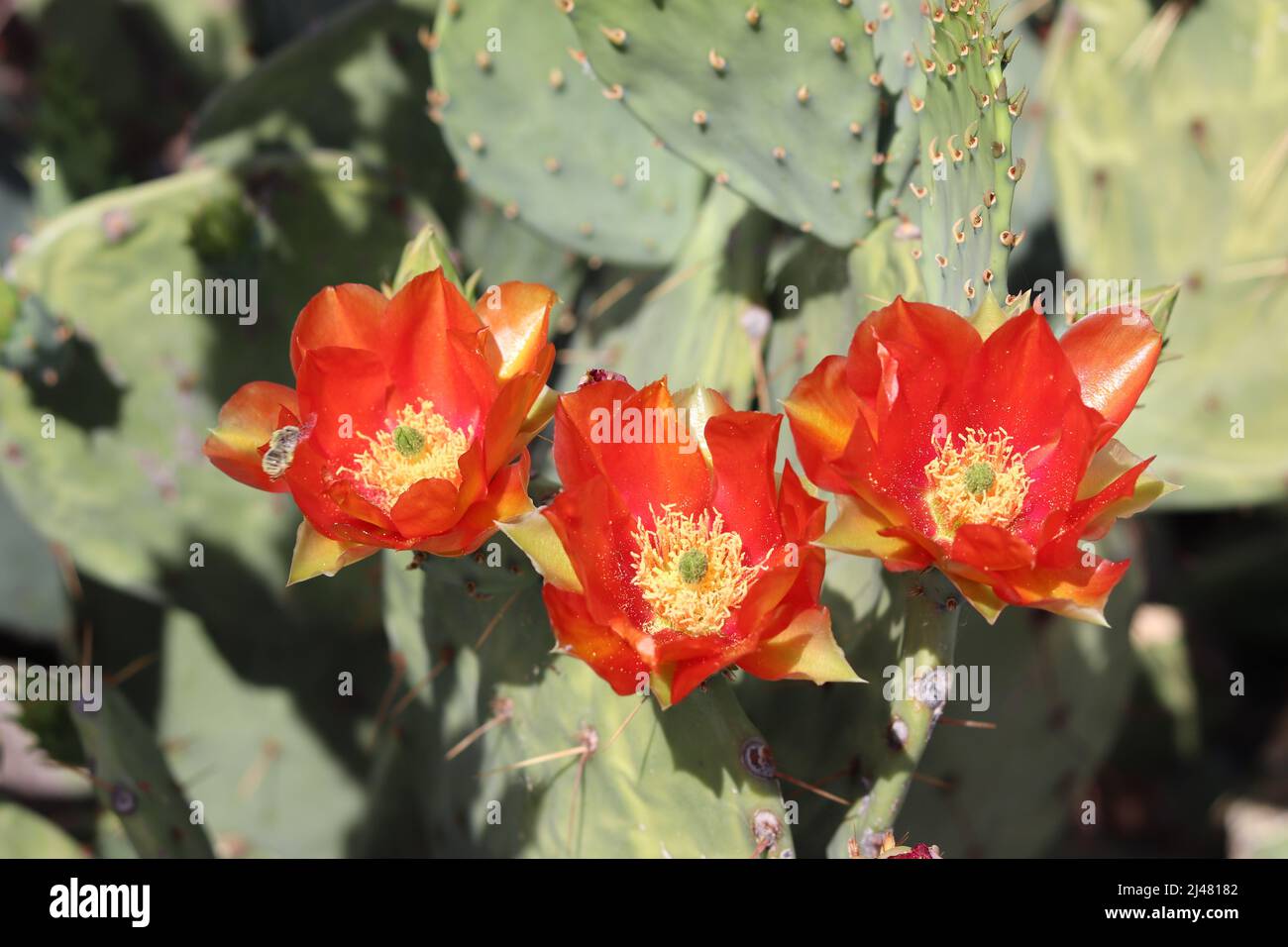 Primo piano di alcuni fiori rossi di pero o di Opuntia presso il parco dell'oasi dei Veterans in Arizona. Foto Stock